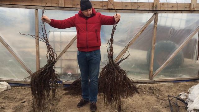 Наши саженцы винограда. смотреть онлайн