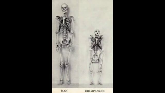 Строение Человека и Обезьяны! СРАВНЕНИЕ. смотреть онлайн
