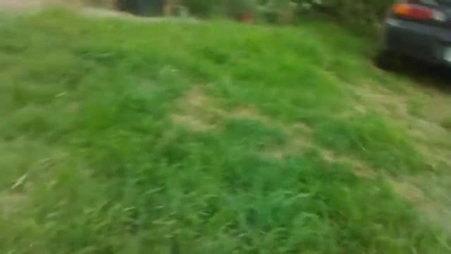 jack Russell whippet cross смотреть онлайн