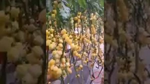 Фруктовые сады | Fruit gardens