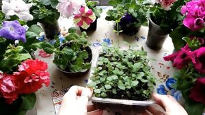 АГЕРАТУМ. РАССАДЕ 45.ДНЕЙ.