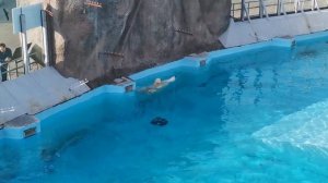 Ижевский зоопарк. Государственный зоологический парк Удмуртии. Обзор.