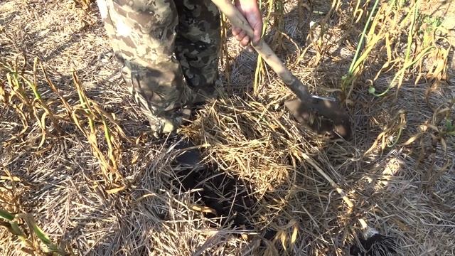 Для чего удалять стрелку на чесноке.