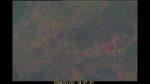 поведение карася  подо льдом