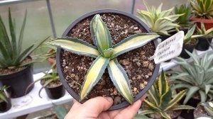 Обзор коллекции агав 2022.  Часть 1