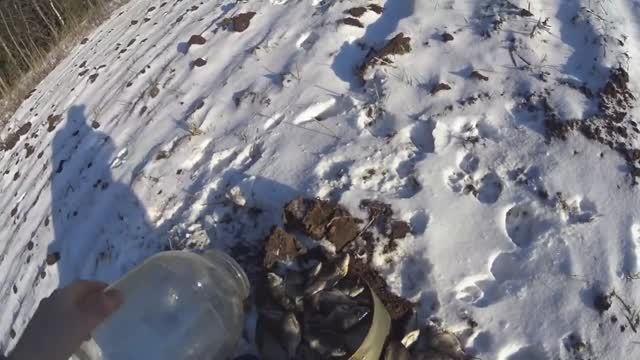 Привада на лису.Работает!!! смотреть онлайн