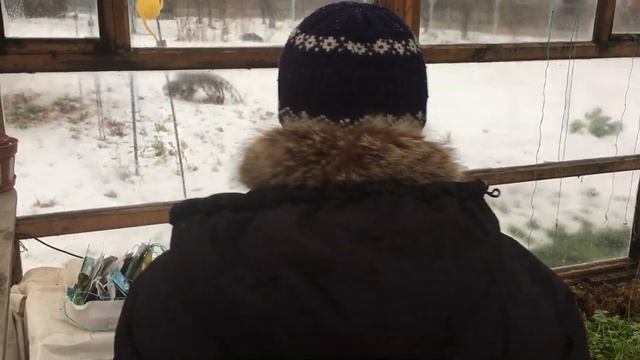 Выращивание редиса в теплице зимой. Часть 1