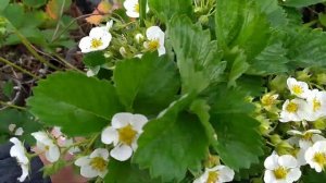 Земклуника Купчиха без ухода обработок и полива