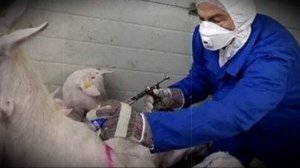 Эстрофан для активного размножения коз