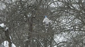 Кормушка для мелких птиц из пластиковых бутылок. Bird feeder made of plastic bottles