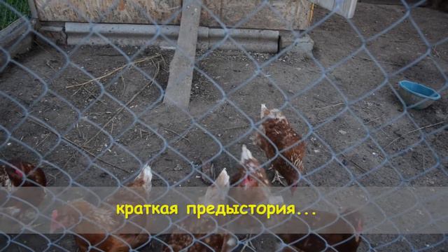 Первая и неожиданная потеря. Запасы сена на зиму. - Новые Деревенские – Romanov TV