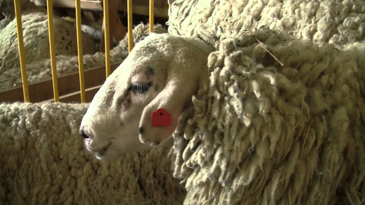 Южная мясная порода овец на Всероссийской выставке овец г Элиста