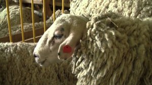 Южная мясная порода овец на Всероссийской выставке овец г Элиста