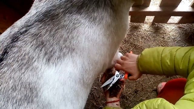 ?Стрижка копыт козам сектором ? смотреть онлайн