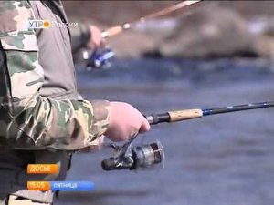 В Колу на нерест пошла семга