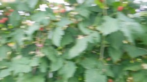 Малина ;Карамелька; на 6 октября .В средней полосе России.