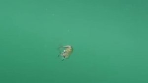 Wiggle Stick 140 Strike Pro