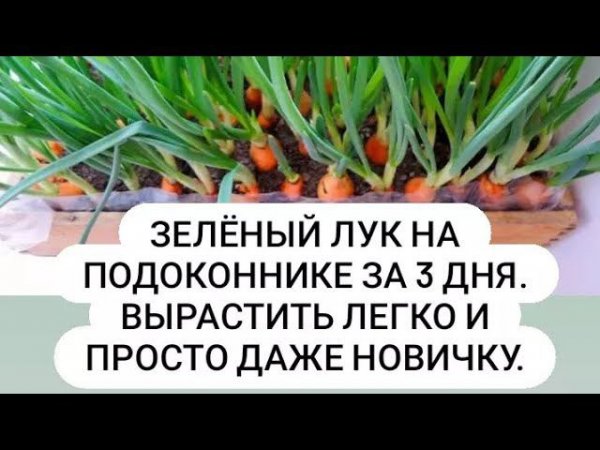Зелёный лук на подоконнике зимой за 3 дня. Вырастить легко и просто даже новичку!