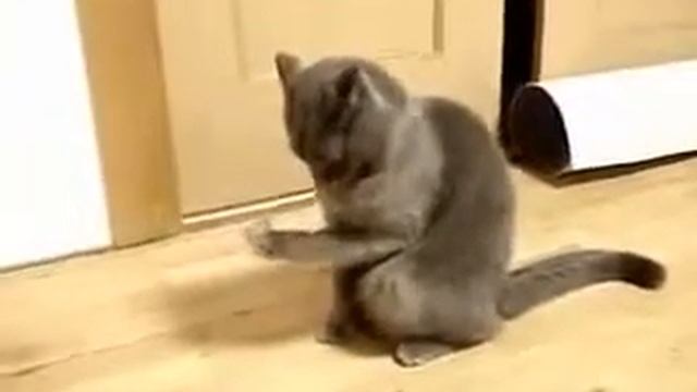 У кота к лапе что то прилипло смотреть онлайн