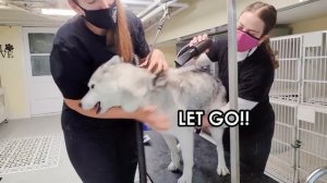 Dramatic Husky Has ANOTHER MELTDOWN at Groomers! (headphone warning)