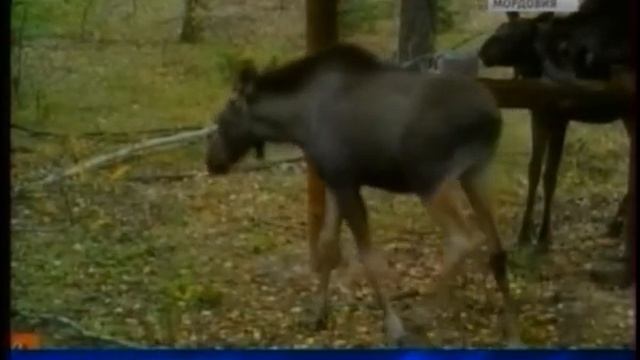 В видео ловушку мордовского заповедника попалось целое лосиное семейство смотреть онлайн