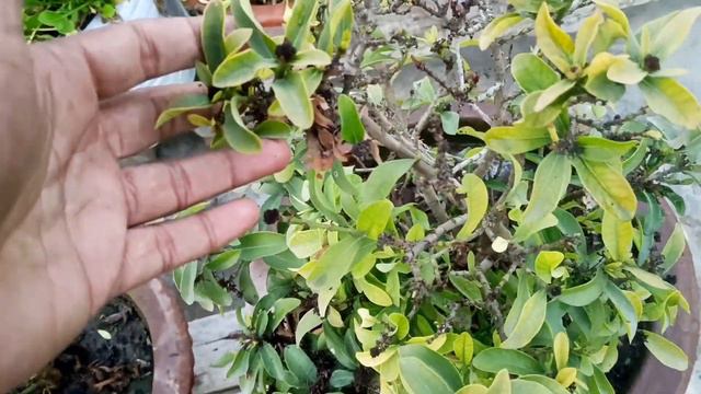 ये 14 पौधे लगाओ गार्डेन फूलों से भर जाएगा / 14 best flowering plants for home garden #flowerplants смотреть онлайн