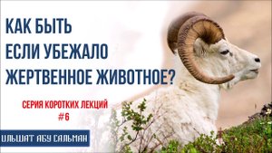 Ильшат Абу Сальман. Как быть если убежало жертвенное животное? Серия лекций Курбан-Байрам