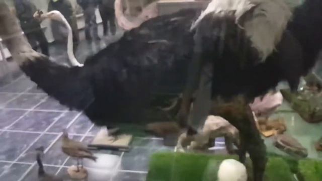 Поход в Зоологический Музей---[ВЛОГ] смотреть онлайн