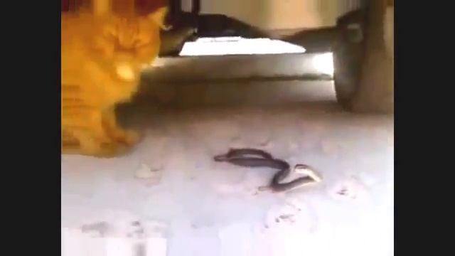 Змея атакует бесстрашного кота смотреть онлайн