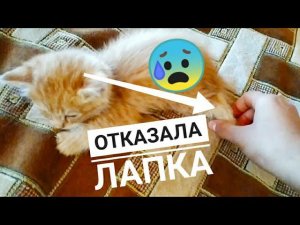 У котенка отказала лапка? Последняя часть про котят, которые остались без мамы.