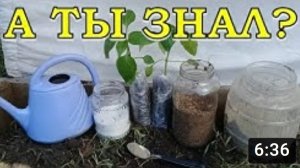 ТОМАТЫ и ПЕРЕЦ: высаживаем рассаду в ОГ???