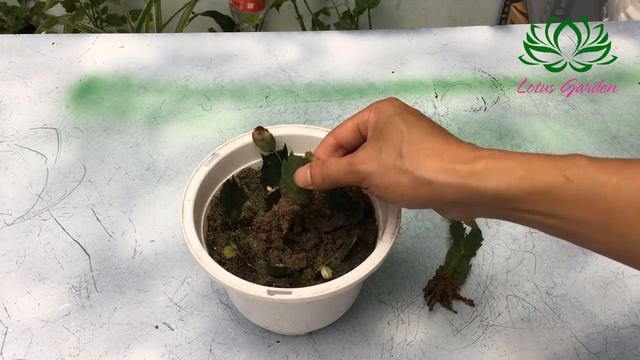 How to grow a Christmas Cactus from cuttings, fast and easy смотреть онлайн