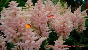 Астильба арендса Америка (astilbe x arendsii america) ? обзор: как сажать, рассада астильбы Америка