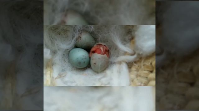 Вылупление птенца канарейки смотреть онлайн