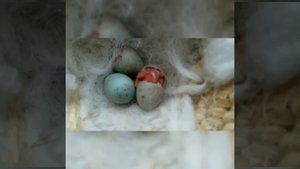 Вылупление птенца канарейки