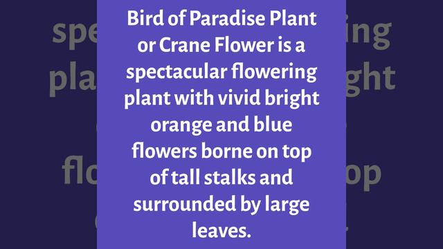 20 Best Living Room Indoor Plants |  Indoor Plants to Decorate Your Living Room