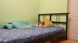 Самые сложные роды у собаки! Всё пошло не так...