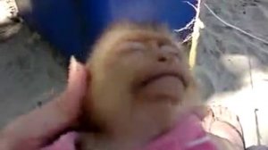 Обезьяне чешут голову