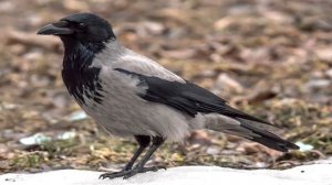 ИНТЕРЕСНЫЕ ФАКТЫ О ВОРОНАХ