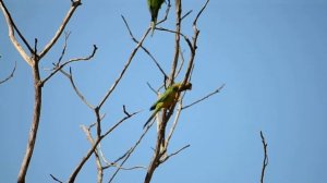 Aratinga cactorum (periquito-da-caatinga) Cactus Parakeet