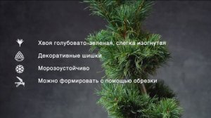 FUKU-ZU-MI - Сосна мелкоцветковая (Pinus parviflora 'Fuku-zu-mi') — описание растения
