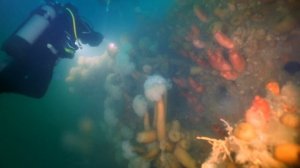 Дайвинг на рэк "Тайное судно" с командой Пираты Охотского моря. Залив Анива, о-в Сахалин, 19.06.202