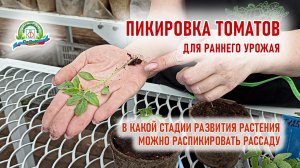 Пикировка томатов в торфяные стаканчики