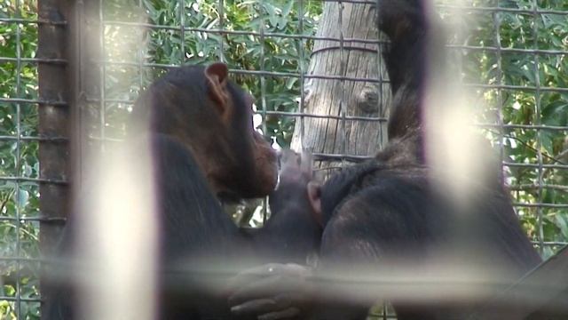 Зоопарк смотреть онлайн