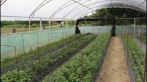 Хризантема.2020. Начало притенения.