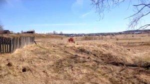 самодельная багги 4х4