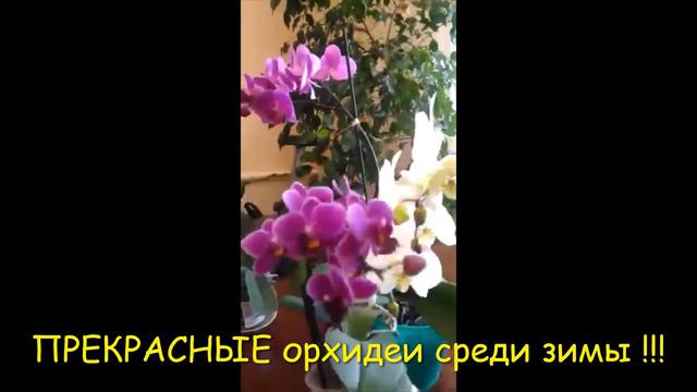 ПРЕКРАСНЫЕ орхидеи в домике у реки среди зимы !!! КРАСОТА спасёт МИР !!!