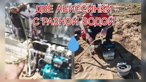 ✌️АБИССИНКИ С РАЗНОЙ ВОДОЙ#абиссинскаяскважина #свояскважина52 #абиссинскийколодец #shorts