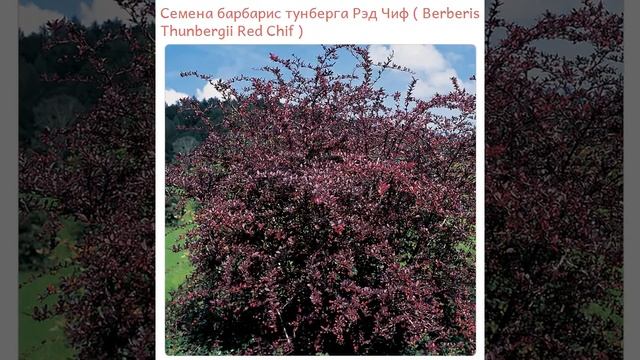 Семена барбарис тунберга Рэд Чиф  Berberis Thunbergii Red Chif  купить продажа