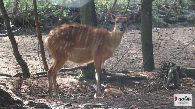Sitatoenga geboren in DierenPark Amersfoort смотреть онлайн
